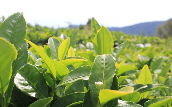 На Кубани реконструируют 85 га чайных плантаций