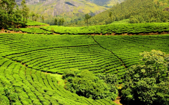 Путин рекомендовал властям Кубани отнести чайные плантации к особо ценным угодьям