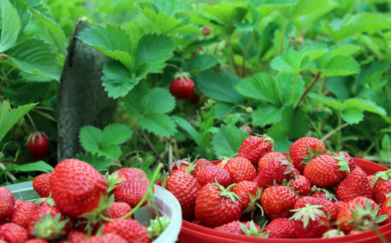 Кубань заняла 5 место по производству ягодных культур