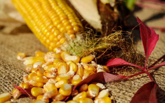 В этом году заводы Кубани произвели рекордный объём консервированной кукурузы