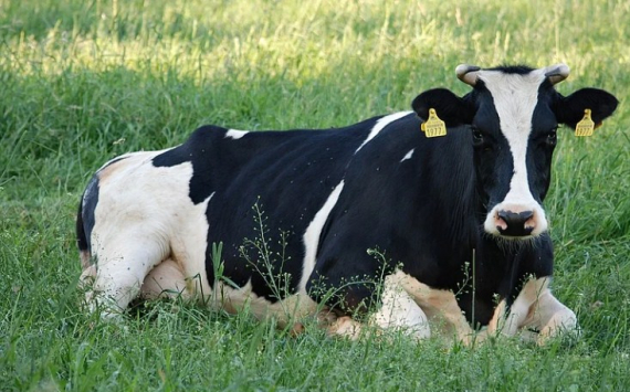 В Краснодарском крае в селекцию крупного рогатого скота вложат 440 млн рублей