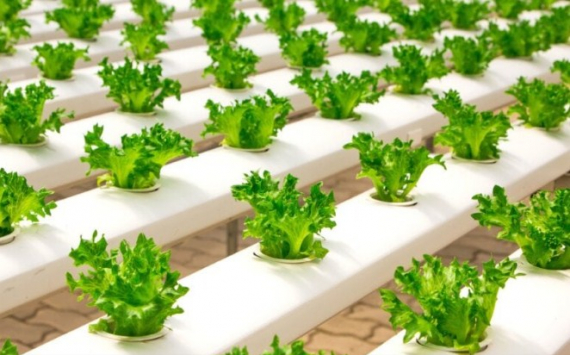 Под Новороссийском инвестор засадит салатом 30 га