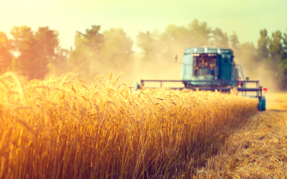 При поддержке Россельхозбанка аграрии юга собрали первый миллион тонн пшеницы