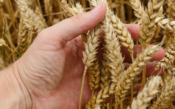 Власти Кубани опасаются плохой прибыли от зерна из-за низких цен