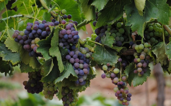 На Кубани объемы производства вина выросли на 17%