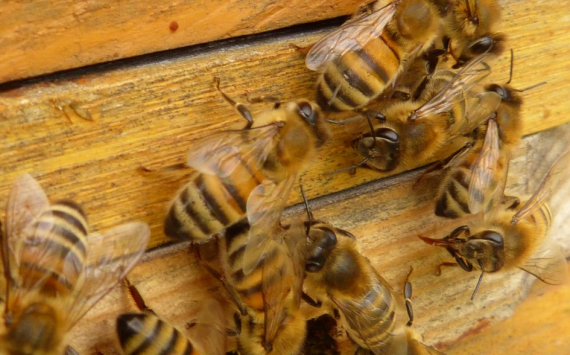 В Краснодаре займутся развитием пчеловодства
