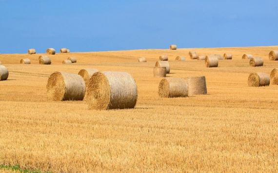 Власти Сочи собираются вернуть ценные земли в сельхозоборот