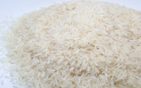 На Кубани спрогнозировали снижение урожая риса
