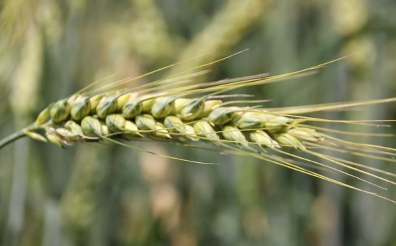 На Кубани урожай зерновых достиг 11,3 млн тонн