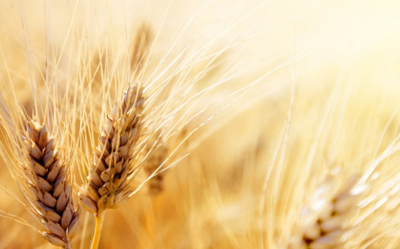 На Кубани планируют собрать не менее 14 млн тонн зерновых и зернобобовых