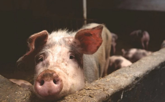 В Краснодарском крае планируют восстановить поголовье свиней