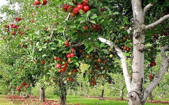 Урожай фруктов и ягод на Кубани превышает 40% на российском рынке