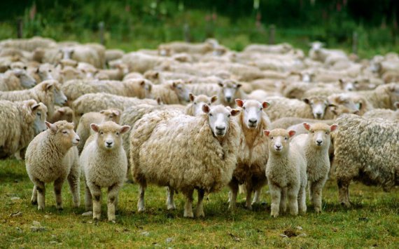 На Кубани поголовье овец выросло на 80%