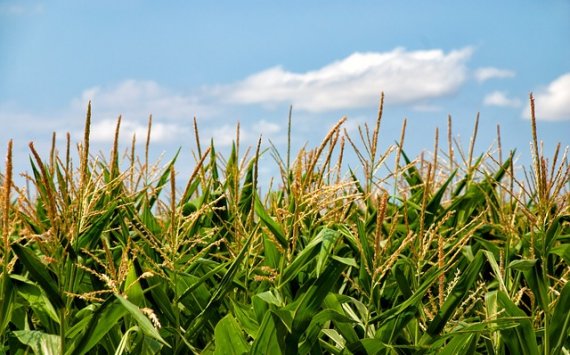 На Кубани произвели более 150 млн банок сахарной кукурузы