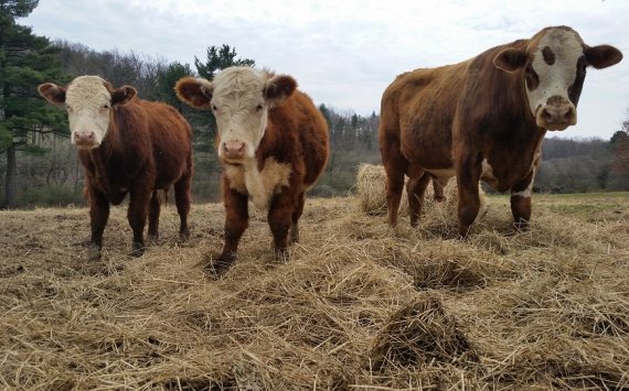Дефицит коров на Кубани исправит новый центр селекции