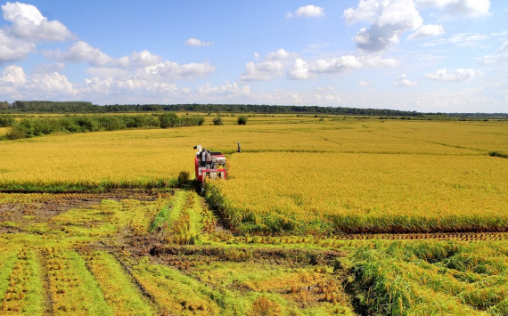 На Кубани на субсидии фермерам направят 1,2 млрд рублей