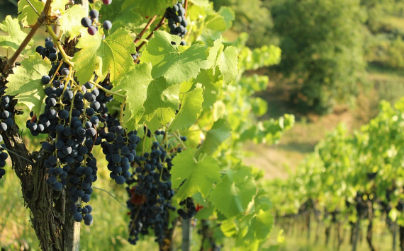 На Кубани в 2018 году заложили 2030 га молодых виноградников