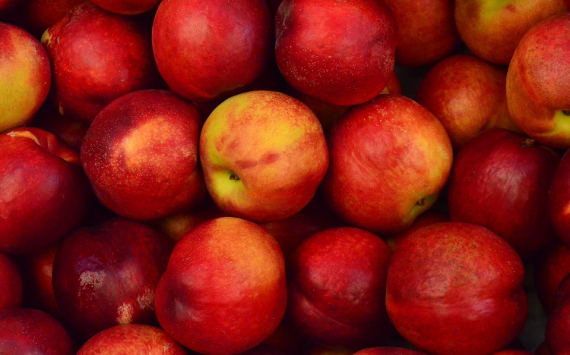 На Кубани собрали рекордный урожай яблок